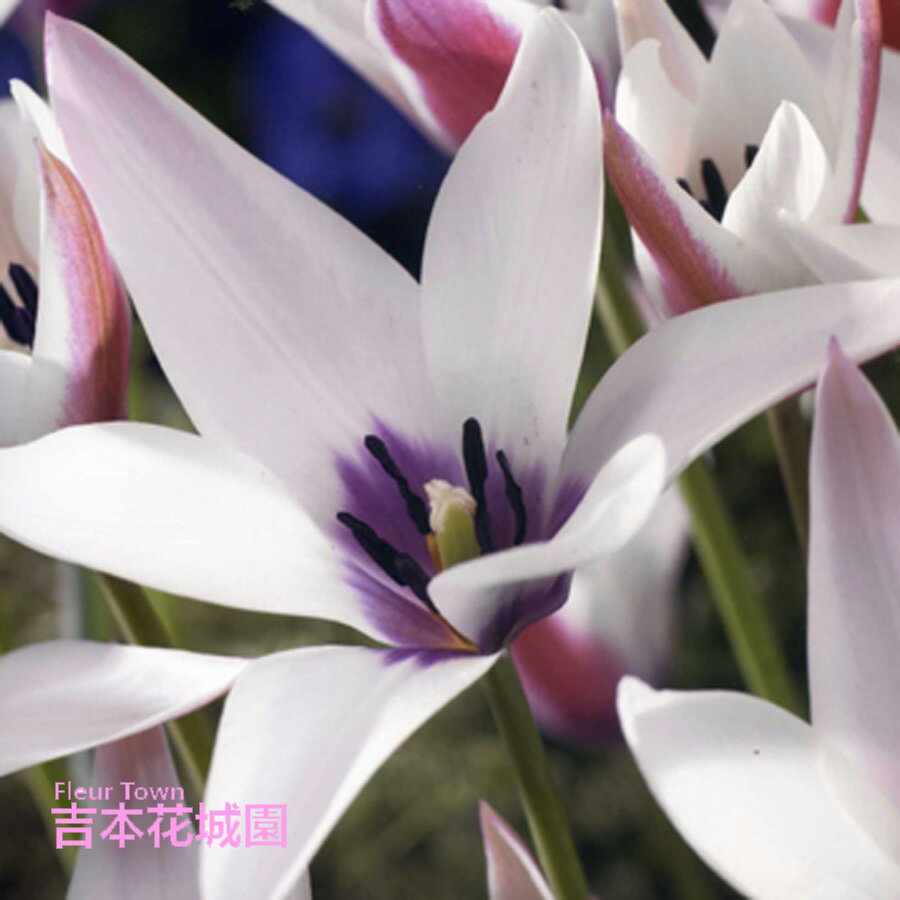 秋植え球根 ワイルド チューリップ ペパーミントスティック 球根 5球 春が楽しみ！秋植えの球根