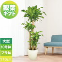 観葉植物 大型 プレゼント 幸福の木 10号鉢 高さ約170cm 鉢植え ギフト プラ鉢 プラ製鉢カバー 受け皿付き 新築祝い 引っ越し祝い 御祝 開店祝い 開業祝い インテリア 立札 カード対応 佐川便