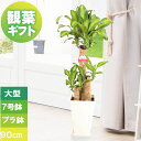 観葉植物 大型 プレゼント 幸福の木 7号鉢 高さ約90cm 鉢植え ギフト 角プラ鉢 受け皿付き 新築祝い 引っ越し祝い 御祝 開店祝い 開業祝い インテリア...