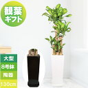 観葉植物 大型 プレゼント 幸福の木 8号鉢 高さ約130cm 鉢植え ギフト 角高陶器鉢 受け皿付き 新築祝い 引っ越し祝い 御祝 開店祝い 開業祝い インテ...