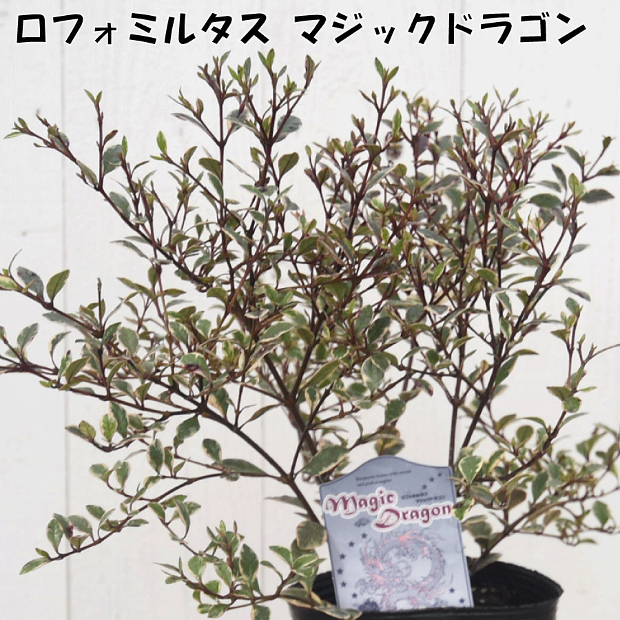 ロフォミルタス マジックドラゴン 3号 ポット苗 カラーリーフ 寄せ植え 常緑庭木のサムネイル