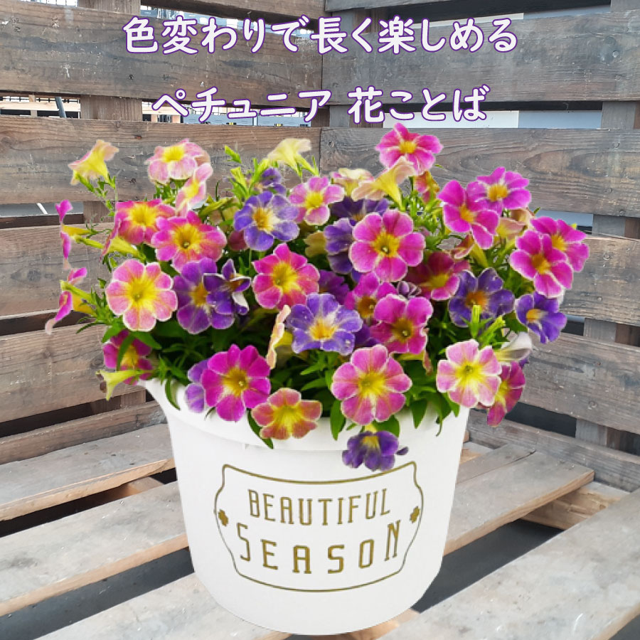 春から秋まで長く楽しめる！色変わりペチュニア 花ことば 寄せ植え 人気品種 8号 花言葉 玄関 店舗前の花飾りに プレゼントやギフトにもおすすめ 鉢花 花苗 春のお花 夏のお花 秋のお花 長く楽しめる 鉢植え