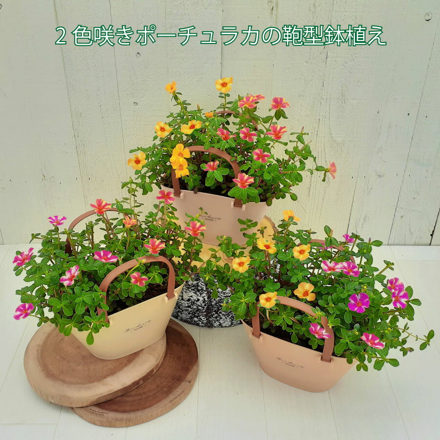 【数量限定】育てやすく秋ごろまで楽しめる ポーチュラカ 限定鉢 カンピーノ 珍しい品種 プレゼントやギフトにもおすすめ 鉢花 花苗 夏のお花 長く楽しめる 寄せ植えのサムネイル