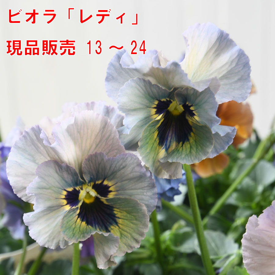ビオラ レディ 【1月26日20時より販売】 【記号13～24の現品販売】 4号ポット 宮崎 石川園芸 アンティーク くすみ 人気の 希少ビオラ 花苗のサムネイル