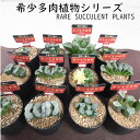 ハオルチア 選べる 【現品販売】 【セール品!】 激レア品種 2.5号硬質黒ポット 万象 玉扇 オブツーサ 多肉植物 観葉植物