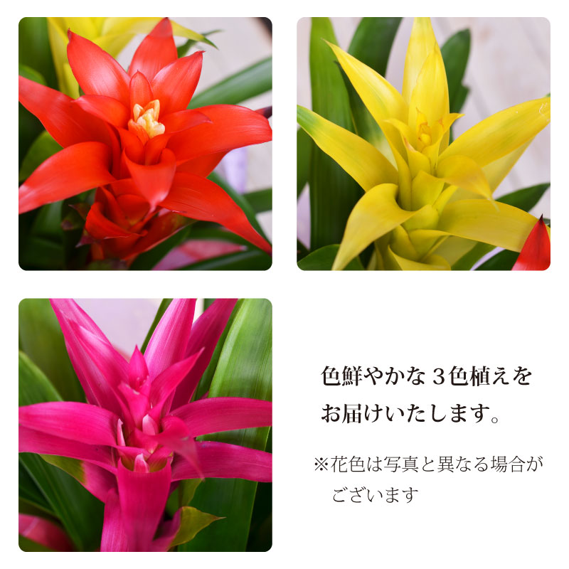 長持ちで珍しい 花 プレゼント グズマニア 3色 鉢植え 観葉植物 送料無料 受皿付 ...