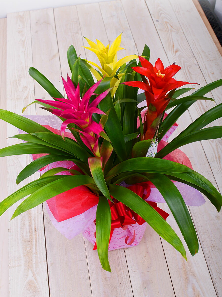 長持ちで珍しい 花 プレゼント グズマニア 3色 鉢植え 観葉植物 送料無料 受皿付 ...