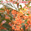 キンモクセイ 苗木7号鉢植え 金木犀 植木 庭木