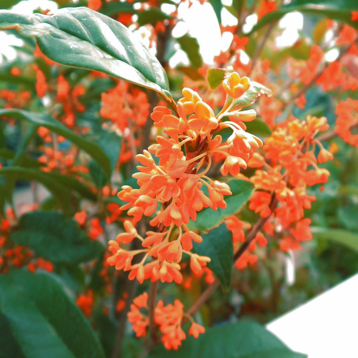 ����⥯���� ���� 5�� �ݥå��� ���ں� ����⤯���� ���� ����