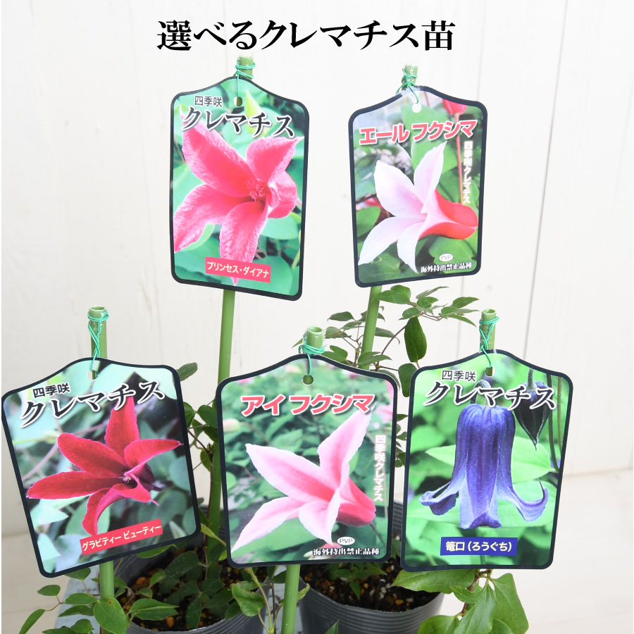 クレマチス 3.5号ポット苗 プリンセス・ダイアナ エールフクシマ 篭口（ロウグチ） アイフクシマ グラビティービューティーのサムネイル