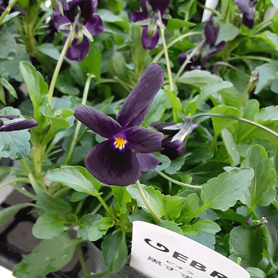 ビオラ黒すずめ1ポットまたは3ポッ...