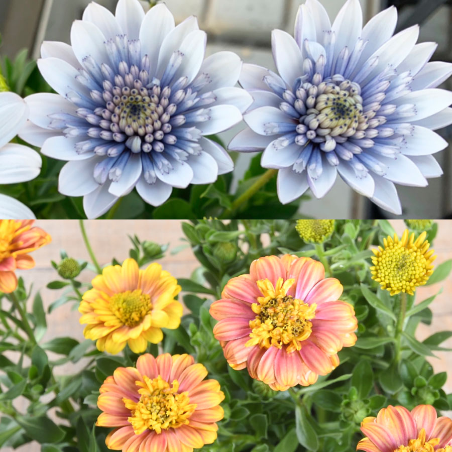 オステオスペルマム 「シルバーナイト」 「コパン」1ポット または 3ポット 選べるポット数 ゲブラナガトヨ 3.5号 ポット 花壇 寄せ植え 花苗のサムネイル