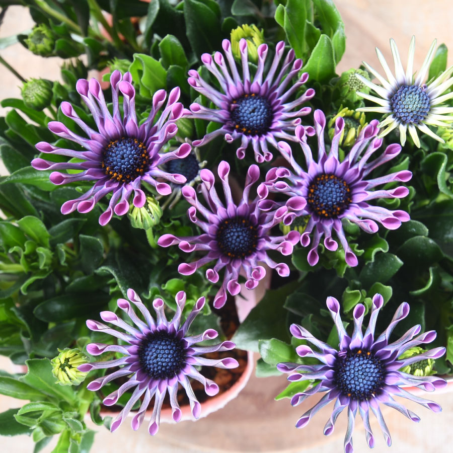 オステオスペルマム スプーン咲き 「マルガリータ」 1ポットまたは3ポット 3.5号ポット 変わり咲き 春の花苗 花壇にのサムネイル