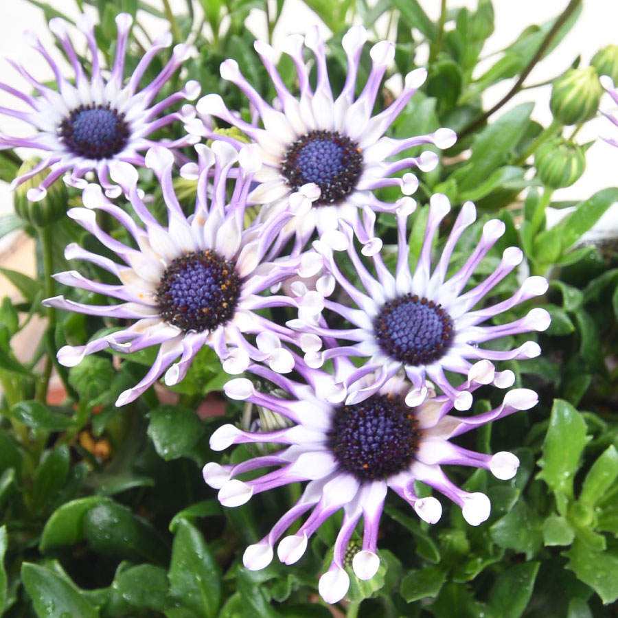 オステオスペルマム 【マラソン特価！】 ホワイトスプーン 「マルガリータ」 1ポットまたは3ポット 3.5号ポット 変わり咲き 春の花苗 花壇にのサムネイル