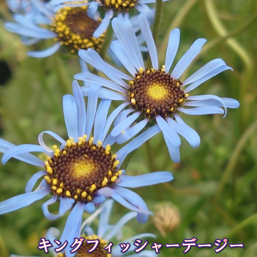キングフィッシャーデージー 【予約品2月上中旬発送】 3号ポット苗 見元園芸さん フェリシア ベルゲリアネ ガーデニング 寄せ植えに