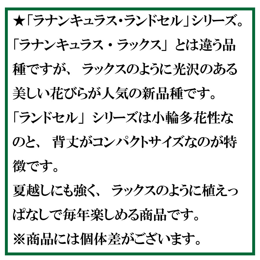 ラナンキュラス ランドセル 3.5号ポット苗 【2025年12月入荷】 三ツ星品質 サラセレネ ロクサス ラゴス ソルトムーン あずき イバリオン ジャシンタ 庭植え 鉢植え ラックス 苗 豊明市場