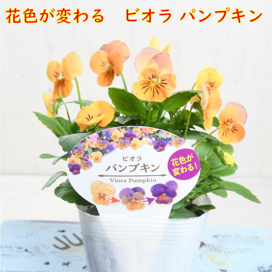 ビオラ パンプキン 3.5号ポット苗 色変わりする ビオラ パンジー 花壇に 寄せ植えに 冬の花 ガーデニングにのサムネイル