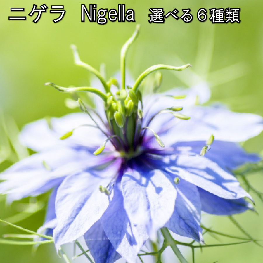 ニゲラ 3.5号苗 6種類 デルフトブルー アフリカンブライド トランスフォーマー ミッドナイト ムーディブルース ミスジーキルアルバ 花苗 花壇に