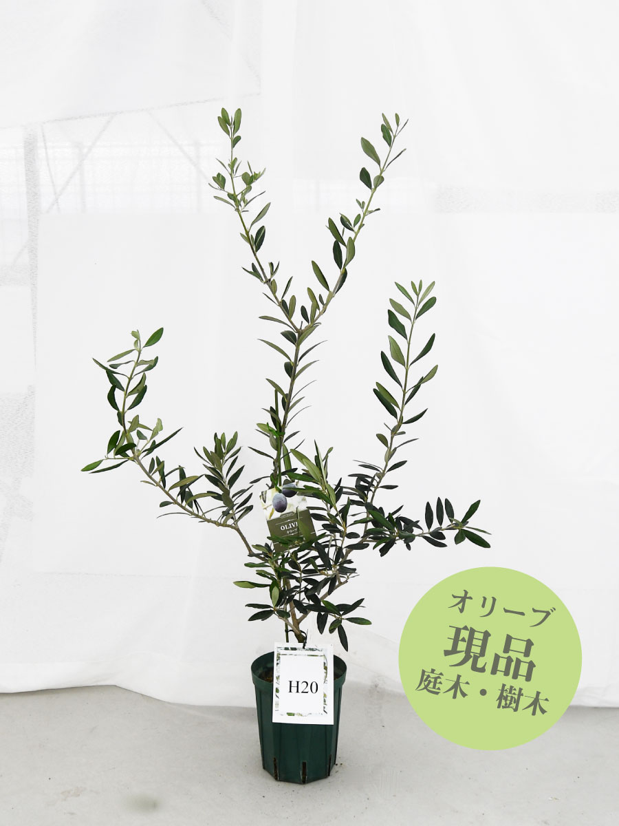 【現品】 オリーブの木 苗木 品種 ハーディーズマンモス 鉢植え 庭木 5号鉢 販売 観葉植物 おしゃれな 樹木 洋風の家に合う ギフト プレゼント 対応可能のサムネイル
