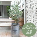 【現品】 オリーブの木 苗木 品種 ハーディーズマンモス 鉢植え 庭木 5号鉢 販売 観葉植物 おしゃれな 樹木 洋風の家に合う ギフト プレゼント 対応可能
