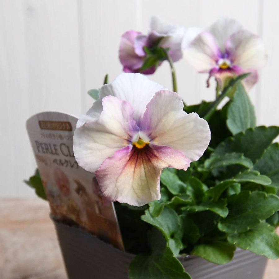 パンジー ペルクレア 花日和さん オリジナル 小輪 ビオラ 花苗 寄せ植え パンジー