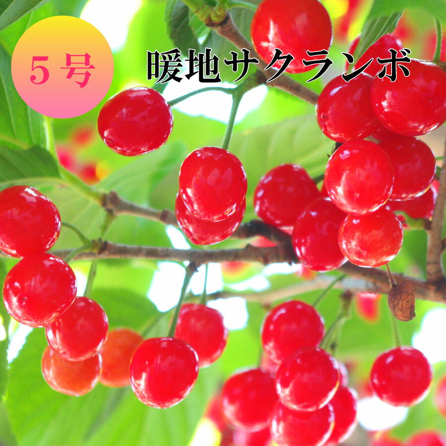 【花終わり品】 実付 見込み品 暖地サクランボの木 苗木 鉢植え 庭木 5号鉢 販売 果樹 おしゃれな 樹木 家庭菜園 記念樹 誕生日 卒業 卒園のサムネイル