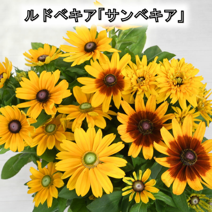 ルドベキア サンベキア 5号鉢 暑さに強い 花が大きい 宿根草 高松商事 夏の花 ルドベキアのサムネイル