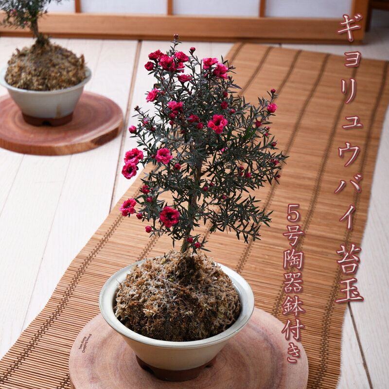 ※花終わり※ ギョリュウバイ 苔玉 5号 陶器鉢 付き ※8分咲〜満開の状態でのお届けとなります※のサムネイル