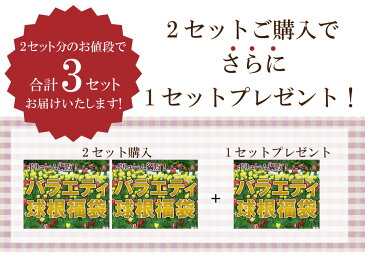 変わり咲きチューリップ球根福袋　バラエティ球根福袋　1セット4品種以上30球さらに【2セット購入で1セットサービス】