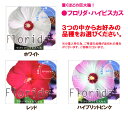 びっくりの大輪花を毎年咲かせます。デッカイお花！フロリダハイビスカス（アメリカフヨウ）4号鉢植え