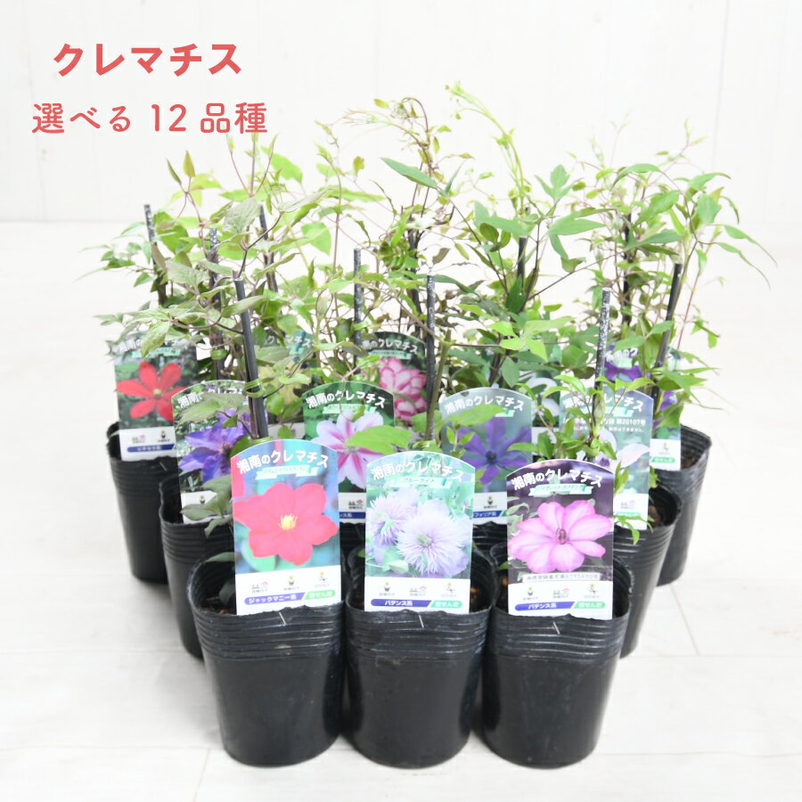 楽天市場】クレマチス 希少の通販 楽天市場】クレマチス 希少の通販