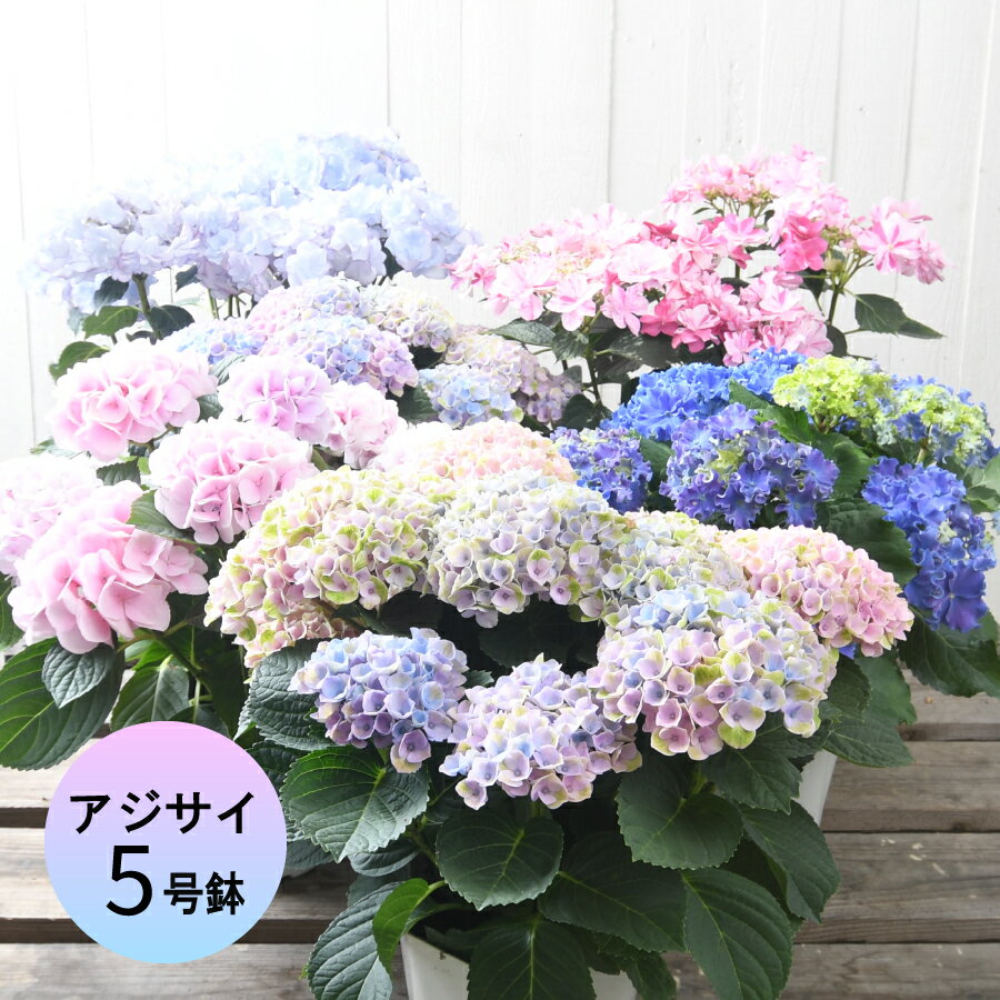 紫陽花 銀河 花終わり品 アジサイ 紫陽花 5号鉢 花傷みあり セール品 ケイコピンク ケイコブルー コットンキャンディ 衣純千織 銀河 カーリースパークル マジカルレボリューション ディープパープル ユリカ 響