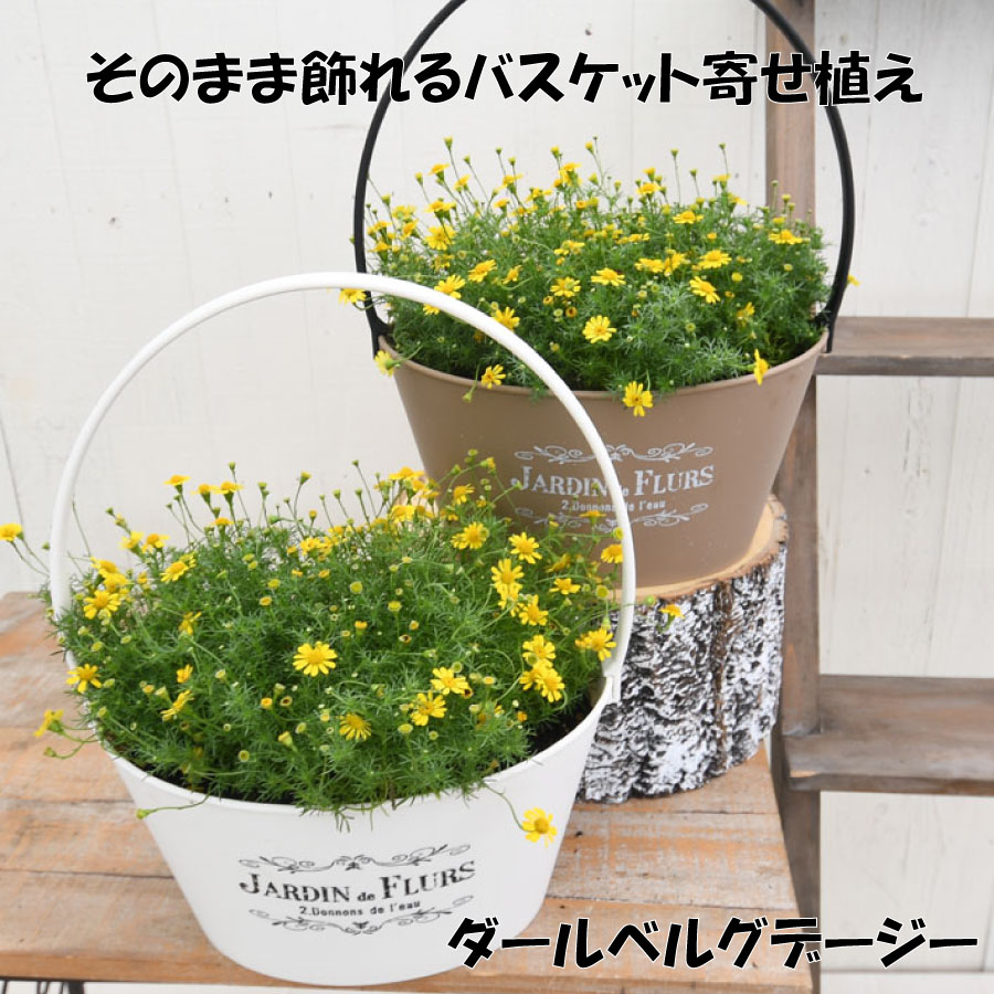冬まで楽しめる ダールベルグデージー プレゼントやギフトにもおすすめ 鉢花 花苗 寄せ植えのサムネイル