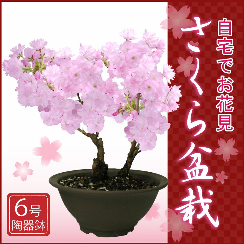 特上株6号陶器鉢　さくら盆栽　自宅でお花見桜盆栽♪