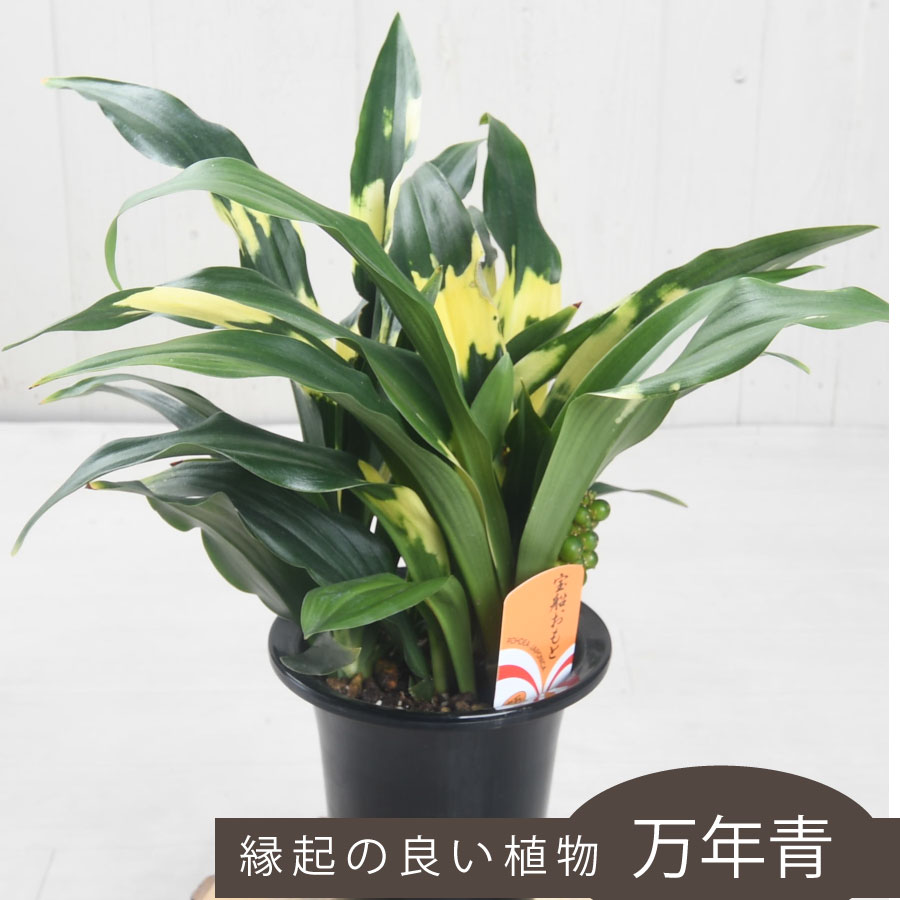 万年青 オモト 縁起物として ギフトにおすすめ 5号鉢 無料ラッピング 敬老の日 新築祝い 引っ越し祝い お正月に 宝船 あけぼの ありとのおもと 長寿おもと