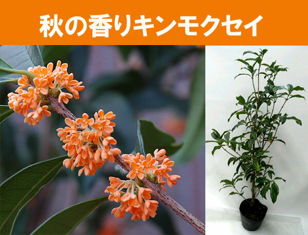 【9月末より発送】キンモクセイ苗木7号鉢植え（金木犀）