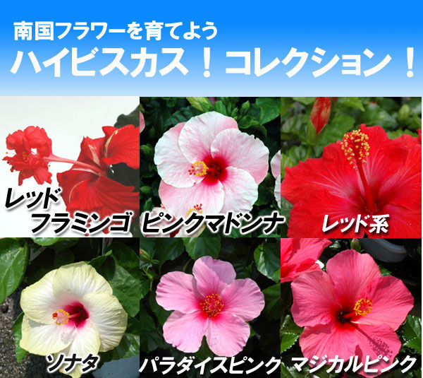 ハイビスカスコレクション  Click!  