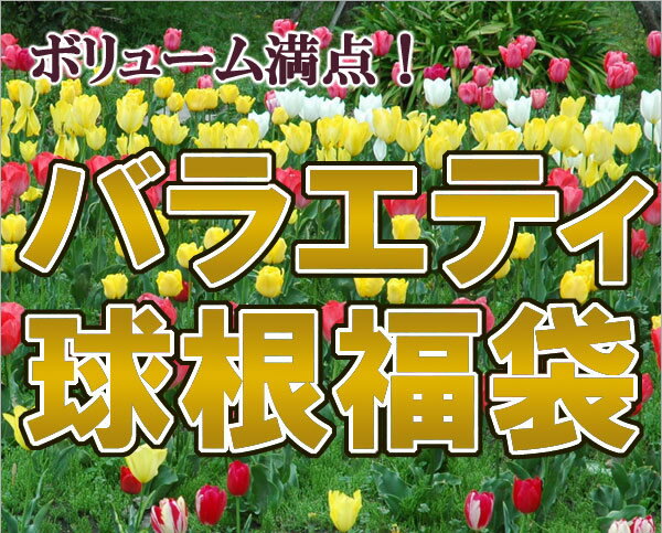 変わり咲きチューリップ球根福袋　バラエティ球根福袋　1セット4品種以上30球さらに【2セット購入で1セットサービス】