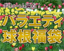 変わり咲きチューリップ球根福袋　バラエティ球根福袋　1セット4品種以上30球さらに【2セット購入で1セットサービス】