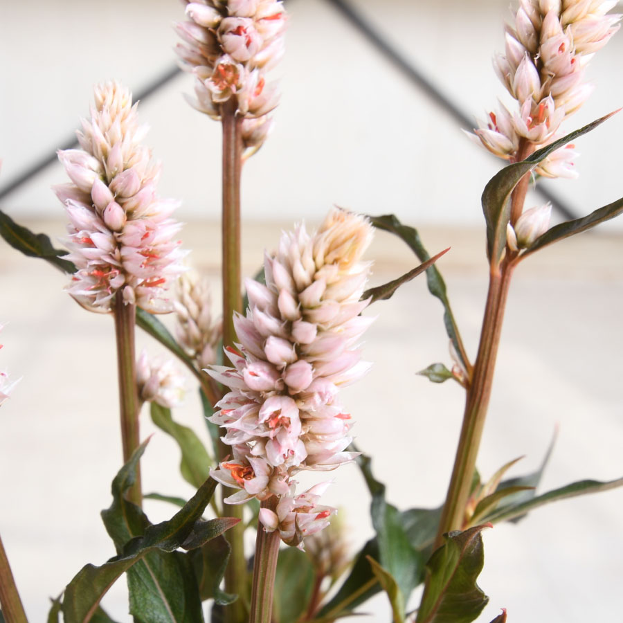 セロシア ヴィンテージ .3号ポット苗 アンティークカラー 花苗 寄せ植えに ケイトウのサムネイル