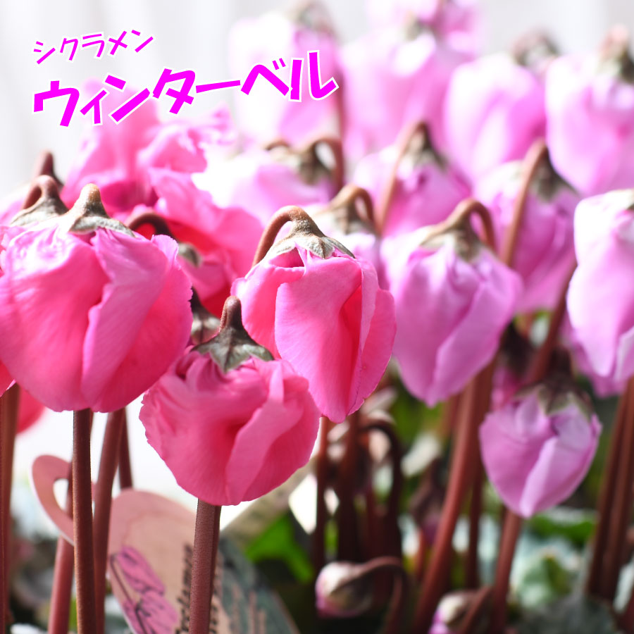 シクラメン ウィンターベル 3号ポット 花色選べる マゼンタ バイオレット ベル咲き 冬の花のサムネイル