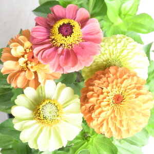 ジニア クイーン 個性的な 花色選べる 百日草 3号ポット苗 ヒャクニチソウ 夏の花壇に 寄せ植えに ガーデニング