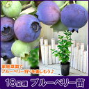 ブルーベリー苗!選べる18品種