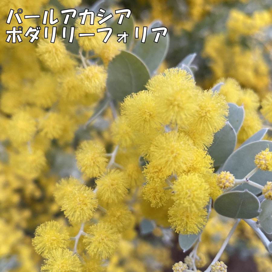 パールアカシア ポダリリーフォリア 5号 庭木 苗 シンボルツリー アカシア ミモザ