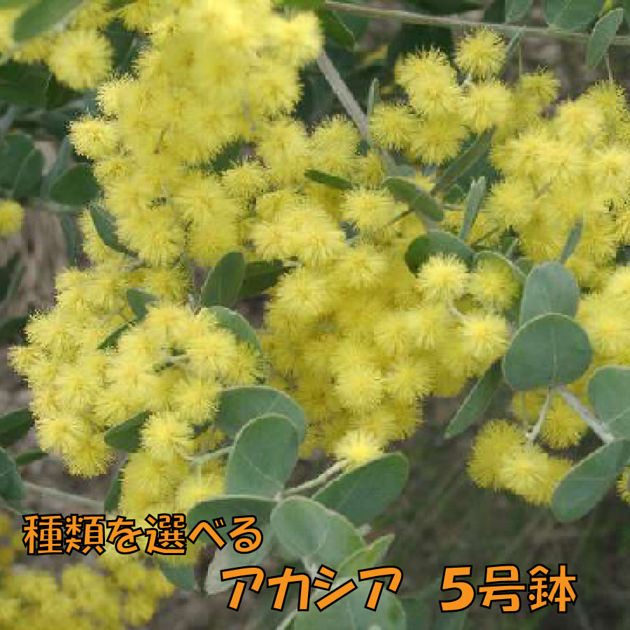 アカシア 選べる 5号鉢 ミモザ 三角葉 スペクタビリス フロリバンダ スピネセンス 庭木 鉢植え シンボルツリーにのサムネイル