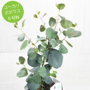 観葉植物 ユーカリ ポポラス 6号鉢 大型 ユーカリ アロマ ハートリーフ
