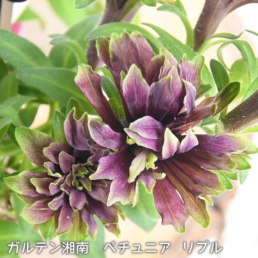 秋から楽しむ ガルテン湘南 ペチュニア リプル 3.5号ポット苗 草花 秋の花のサムネイル