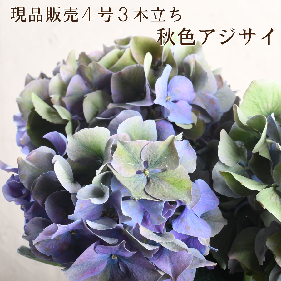 楽天市場】あじさい 4号の通販