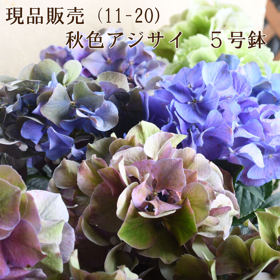 楽天市場】あじさい 5号鉢の通販