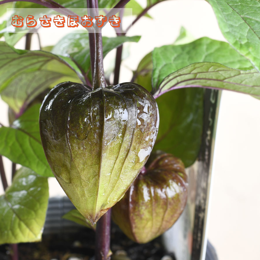 ●商品情報 紫ほおずき 夢来咲 3.5号ポット苗 ※植物なので個体差がございます。 ●配送 配達希望日、時間帯のご指定がある場合は、ご注文時に必ず備考欄へご記入くださいませ。 ※配送の都合によりご希望の時間帯にお届けできない場合もございます。 ●お休みについて 通常、土日祝祭日はお休みをいただいております。 メールでのお返事やすぐの出荷が対応できない場合がございます。 （事前の注文分の出荷は、土日祝祭日も行なっております） ●決済について クレジットカードの承認エラーとなったご注文は、キャンセルさせていただきますので、あらかじめご了承くださいませ。 コンビニ決済及びその他お支払において、支払い期限までにご入金がない場合はご注文をキャンセルいたします。 ※ご注文後2営業日経過してもコンビニ決済メールが届かない場合はご連絡くださいませ。 ●商品保障 お商品到着時、植物に損傷があった場合は、すぐにご連絡ください。 同等品の植物を再送もしくはご返金にて対応いたします。 お届け先さまが長期ご不在場合やご連絡が遅れた場合の保証はできません。 お買い上げの商品代金以上の保証はできません。